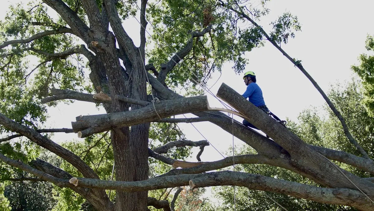 Professional Crown Thinning performed by certified arborists in Elkhart Lake