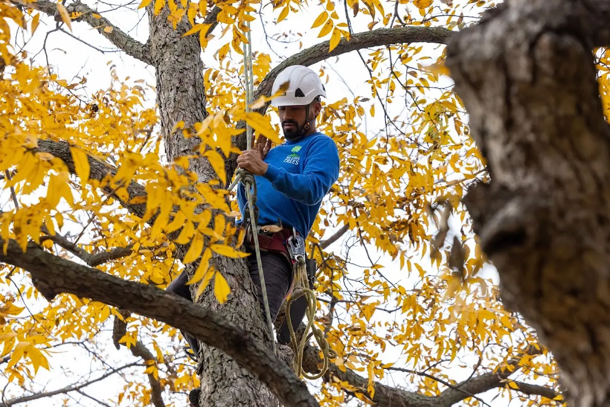 Skilled Tree Pruning crew working in Elkhart Lake